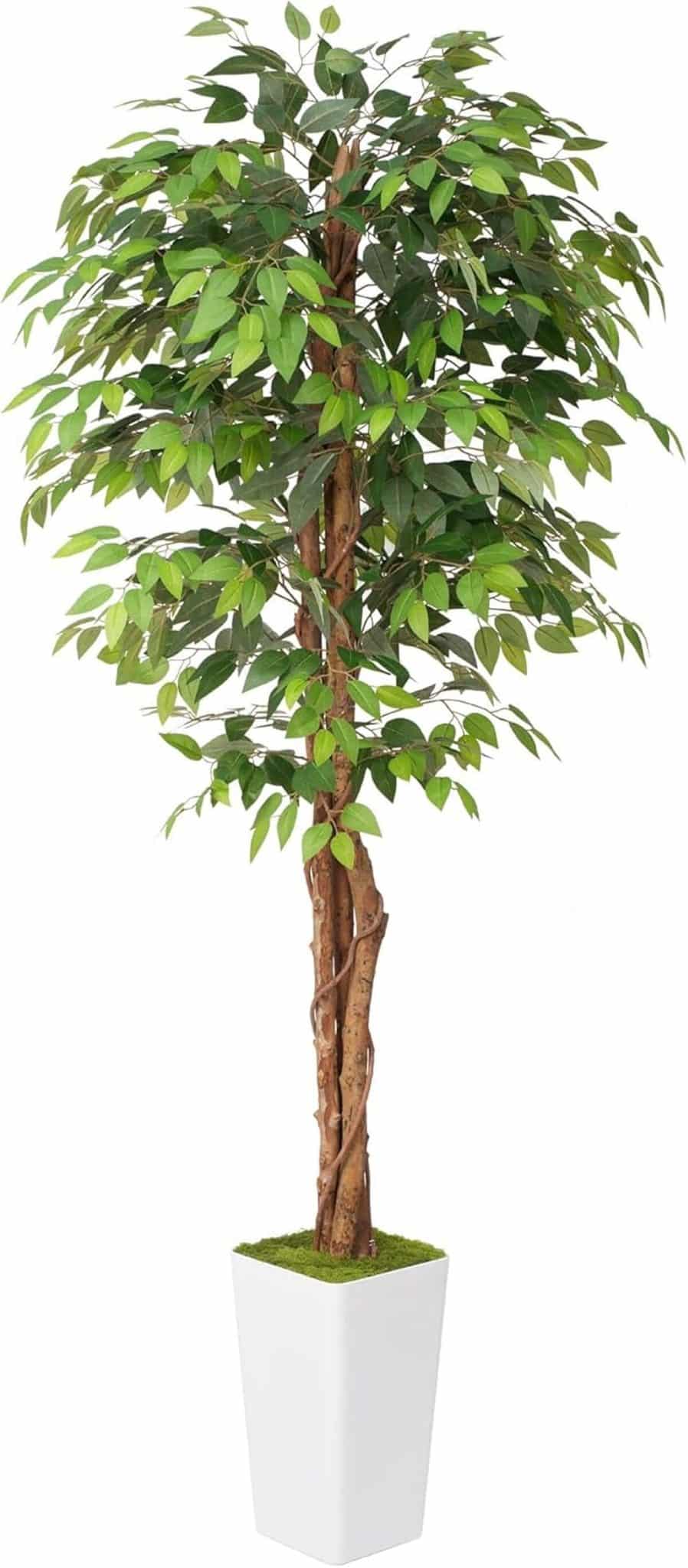 Avis sur le ficus artificiel en soie Waoops : 2, 1 m pour sublimer votre intérieur