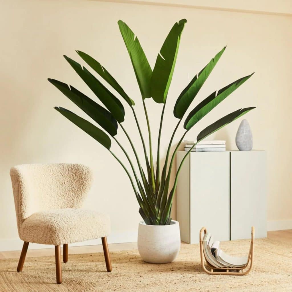 Avis sur la plante artificielle Strelitzia 180 cm de Blaine